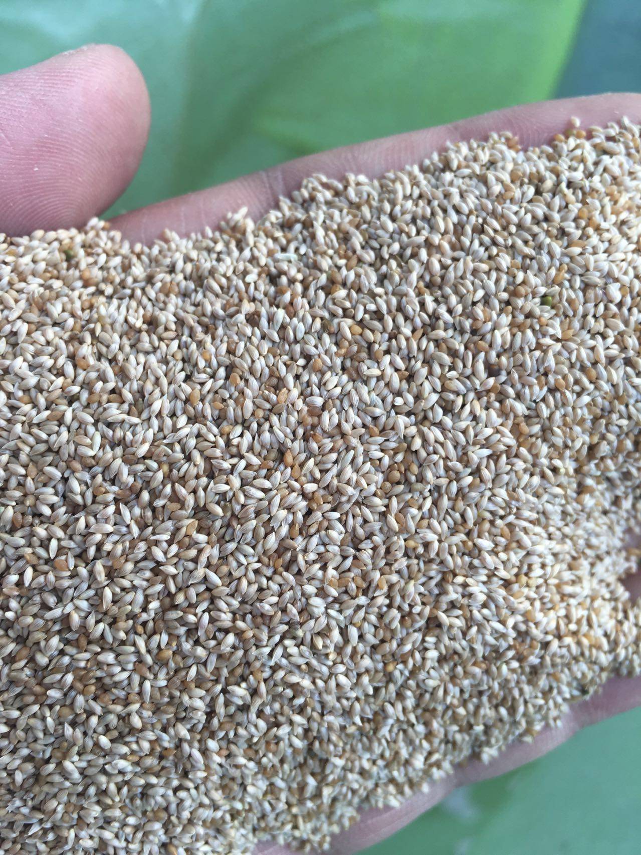 进口提摩西草种子 猫尾草梯牧草 兔子豚鼠荷兰猪牧草宠物口粮,宠物/宠物食品及用品,水草,淘宝优惠券,粉丝福利购,淘宝优惠卷