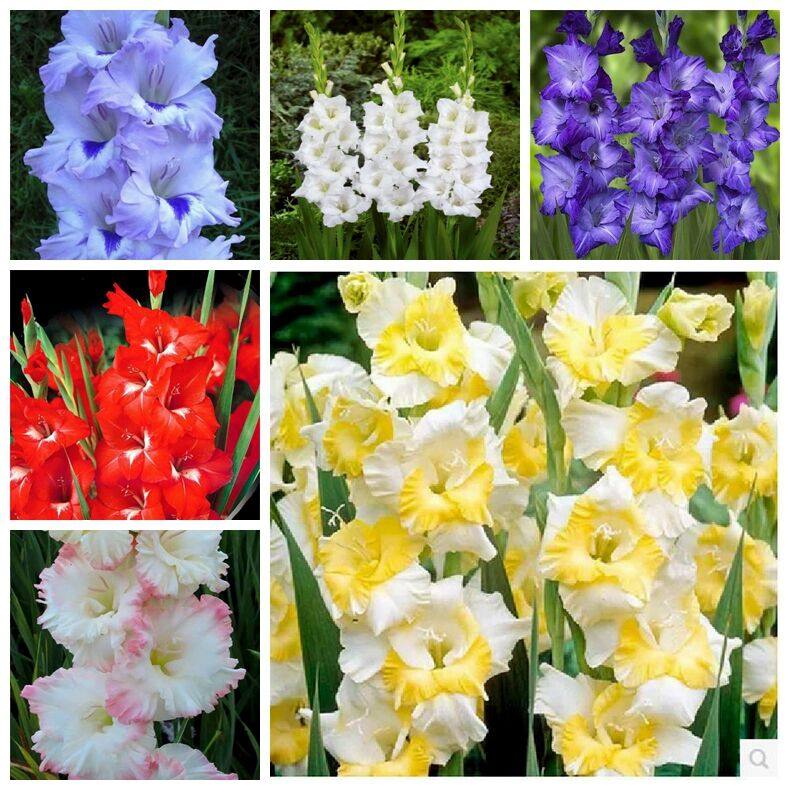 四季播种剑兰种球5颗带芽盆栽唐菖蒲球根植物室内外易活花种花卉,宠物/宠物食品及用品,水草,淘宝优惠券,粉丝福利购,淘宝优惠卷