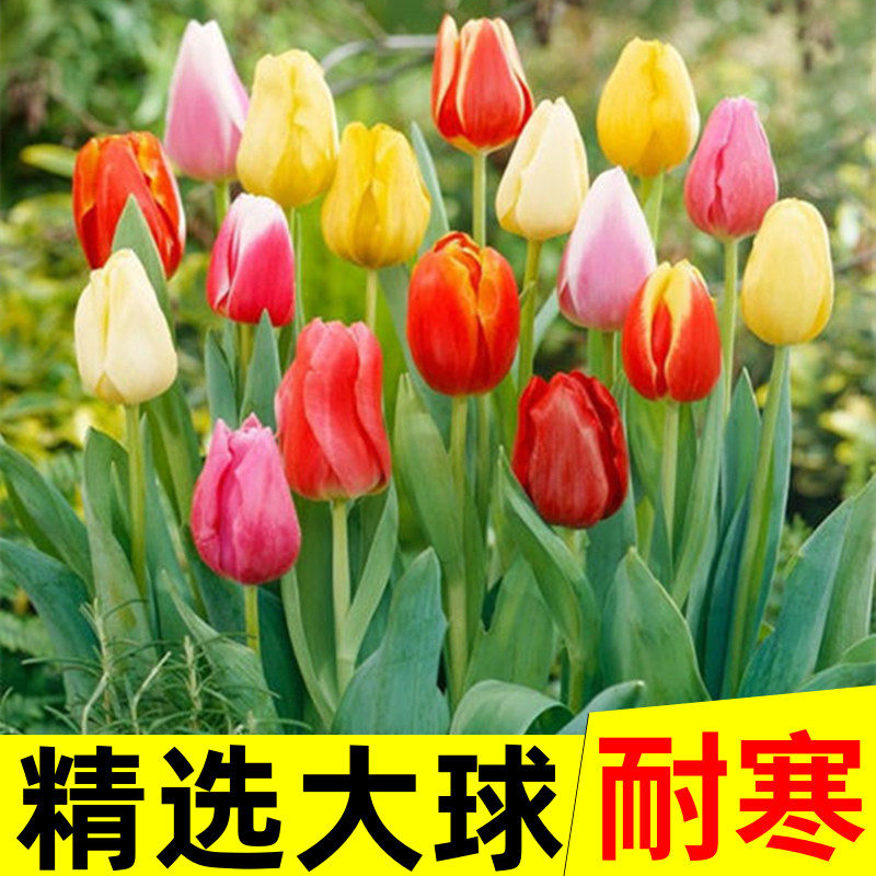 郁金香大种球室内外阳台盆栽好养花苗水养绿化花海植物花种子,宠物/宠物食品及用品,水草,淘宝优惠券,粉丝福利购,淘宝优惠卷