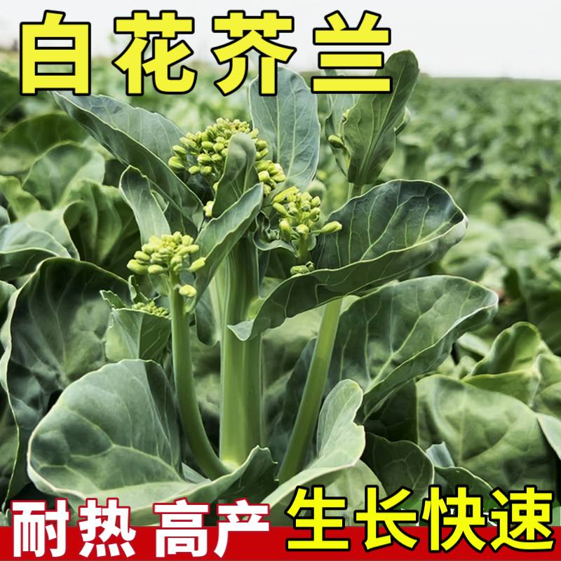 益植丰白花芥白花芥兰种籽