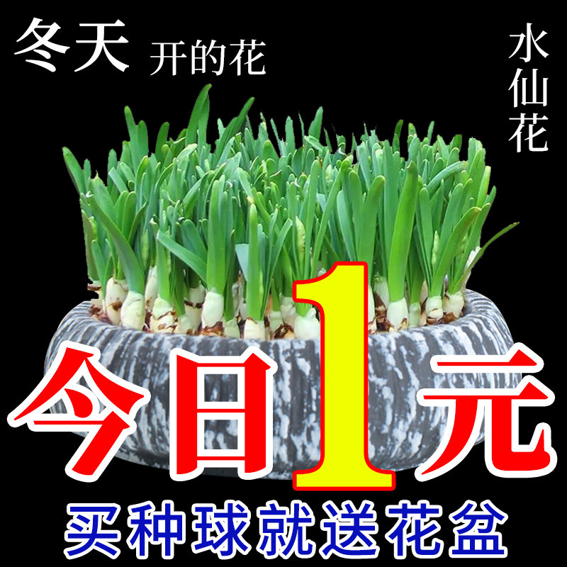 水仙花种球盆栽水养植物室内水培四季开花桌面风信子洋水仙花种子,宠物/宠物食品及用品,水草,淘宝优惠券,粉丝福利购,淘宝优惠卷
