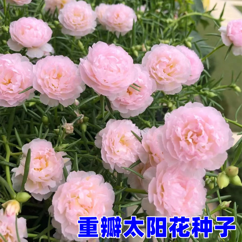 重瓣太阳花花籽四季花种子易活种籽盆栽室外庭院开花种孑花种籽子