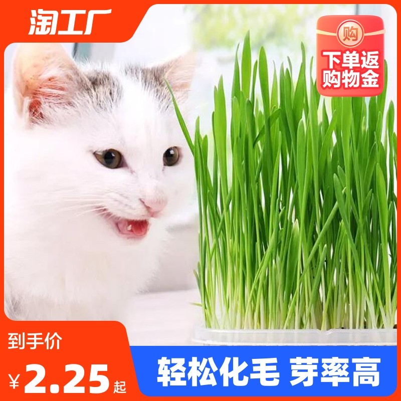 猫草无土盆栽化毛草种子非已种好懒人小麦种子猫咪零食品种孑阳台,宠物/宠物食品及用品,水草,淘宝优惠券,粉丝福利购,淘宝优惠卷