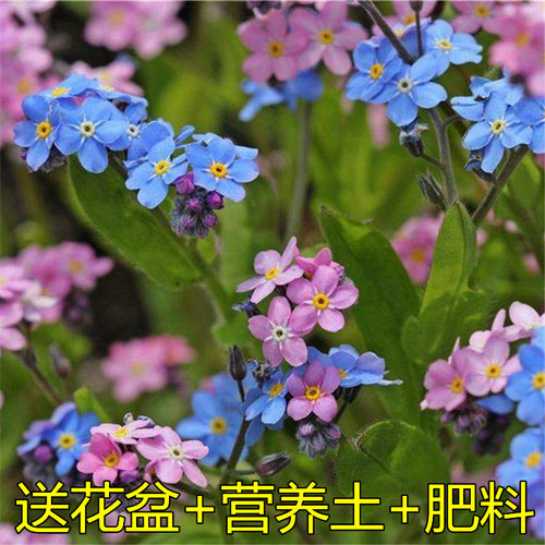 盆栽勿忘我价格 盆栽勿忘我图片 星期三