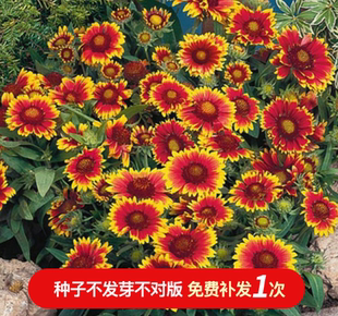 花卉种子 金光菊宿根天人菊勋章菊紫松果菊 多年生含耐寒品种