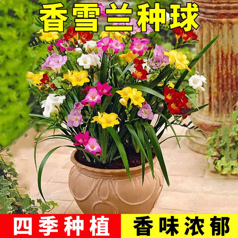 香雪兰种球小仓兰浓香型花卉四季好养活耐寒懒人家居观花植物花卉,宠物/宠物食品及用品,水草,淘宝优惠券,粉丝福利购,淘宝优惠卷