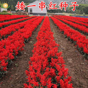 正宗矮一串红种子 爆仗红 象牙红 矮串红 四季播易种耐寒花卉种子