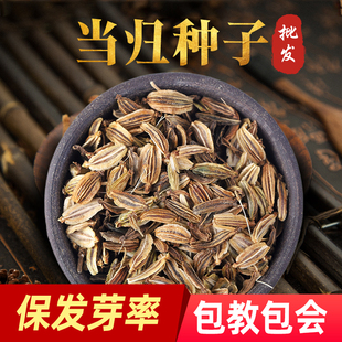 精选当归种子野生纯新当归种籽材种植苗苦参党参种孑