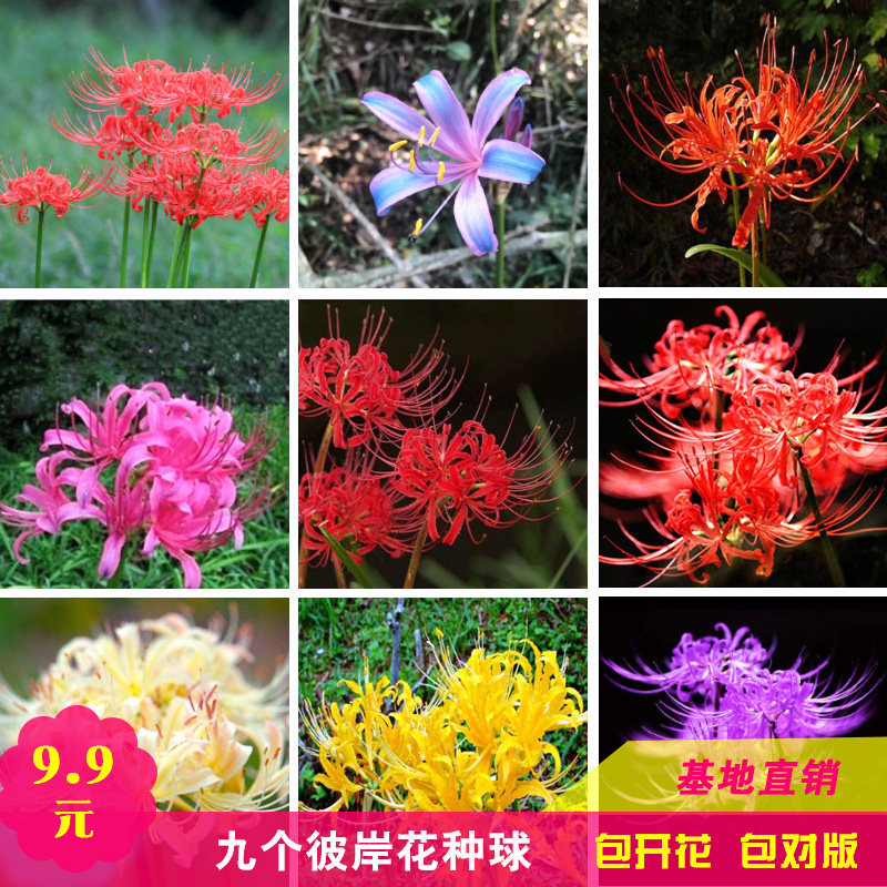 彼岸花种子曼珠沙华石蒜种球盆栽彼岸花秋季花室内花卉绿植四季种,宠物/宠物食品及用品,水草,淘宝优惠券,粉丝福利购,淘宝优惠卷