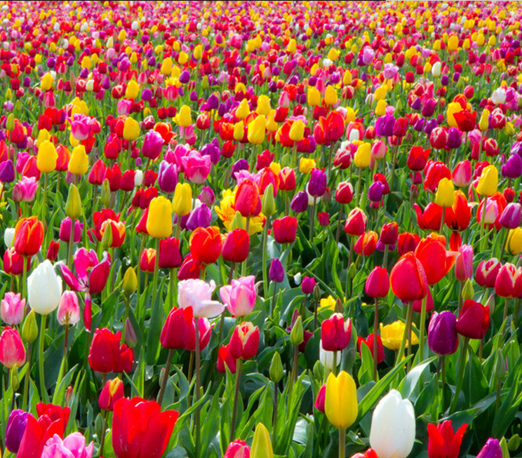 荷兰郁金香种球四季易活室内外庭院盆栽绿植花球花苗耐寒花卉,宠物/宠物食品及用品,水草,淘宝优惠券,粉丝福利购,淘宝优惠卷