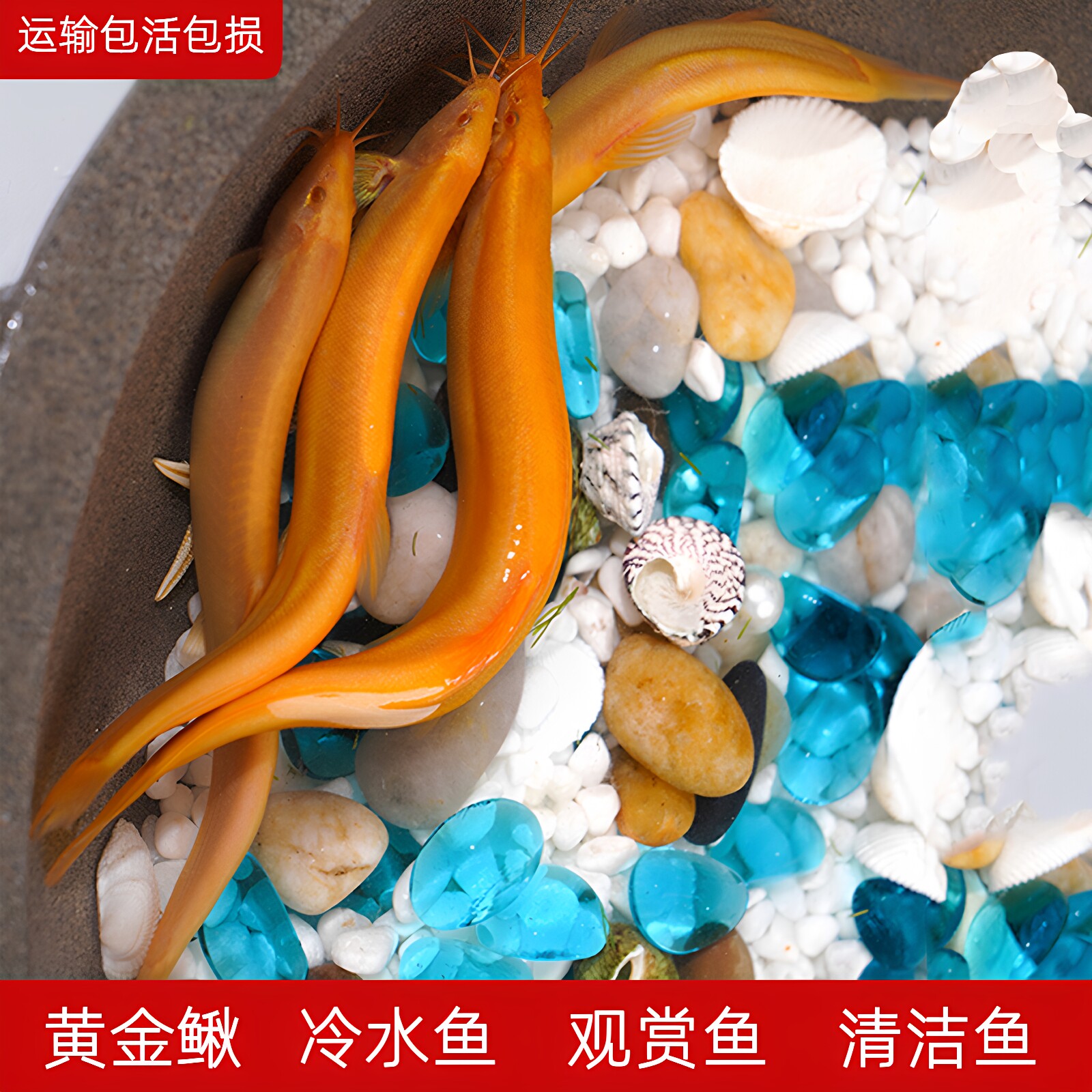 冷水观赏黄金泥鳅黄金龙清洁工具鱼好看好养易养的金鱼不用打氧鱼图片