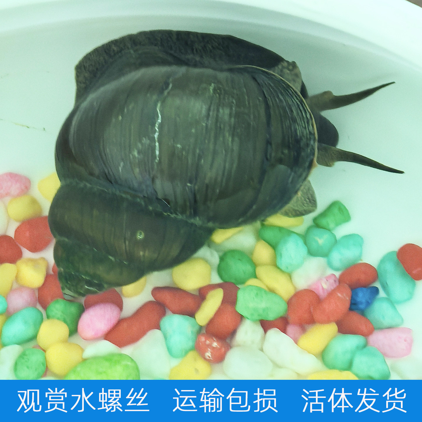 观赏大号水螺丝田螺造景喂宠