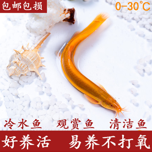 观赏冷水淡水黄金泥鳅活鱼苗金龙鱼清洁工具鱼清道夫小金鱼苗好养 - 封面