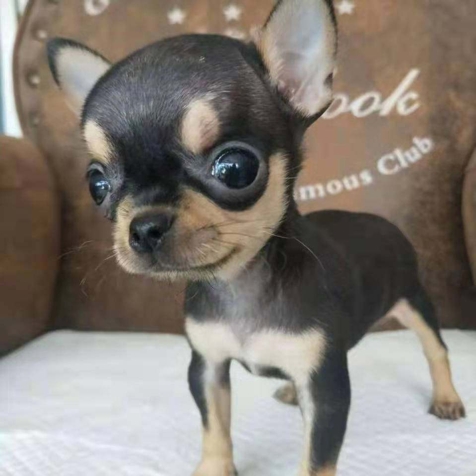 吉娃娃幼犬纯种袖珍吉娃娃犬小体苹果头长不大茶杯犬活体宠物狗狗