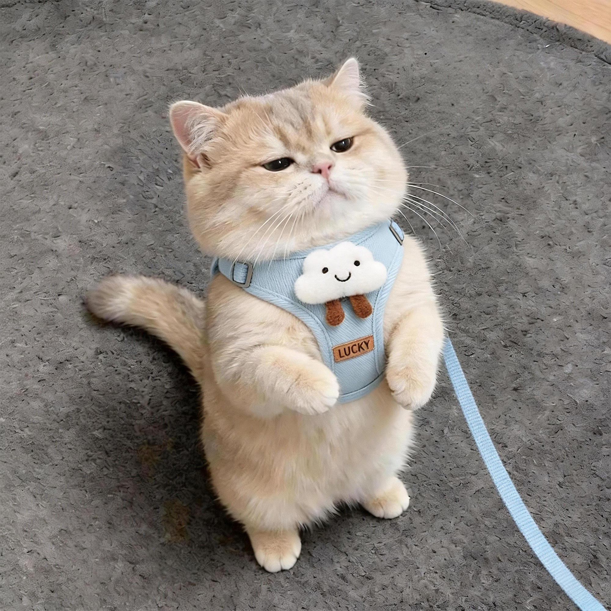 小猫牵引绳外出防挣脱可调节胸背