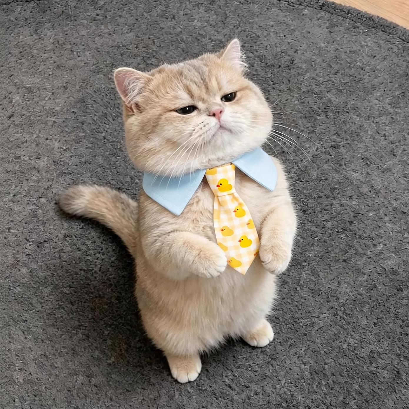 猫咪围巾领结口水巾绅士围脖配饰