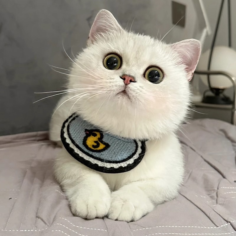 猫咪口水巾宠物围兜狗狗围脖配饰