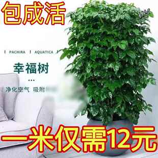 厂家幸福树丛生独杆盆栽客厅家大绿植室内办公室绿宝开业乔迁新家
