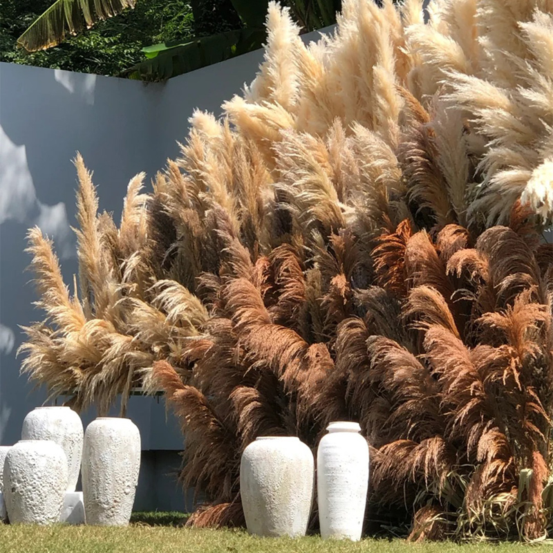 新品芦苇干花花束网红真花客厅摆设蒲苇大穗天然落地室内ins摆件