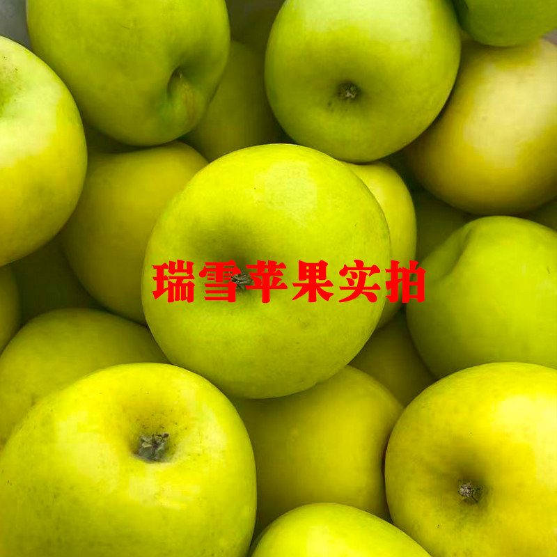 瑞雪苹果5斤山东烟台现摘纯甜无酸新果10斤不打蜡