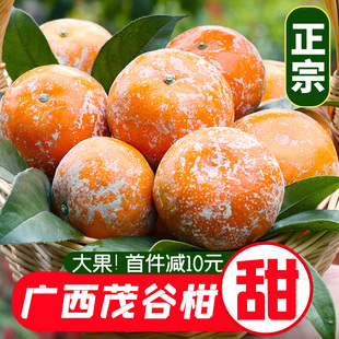 水果整箱石灰柑桔 广西武鸣茂谷柑新鲜大果脏脏柑橘子沃柑10斤当季