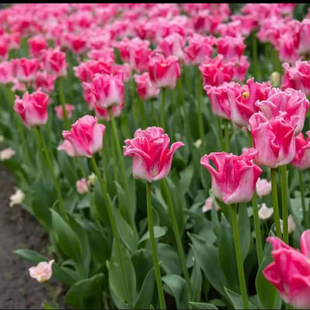 5个郁金香种球5度球 进口花园室内阳台多年生球根花卉 左家花园