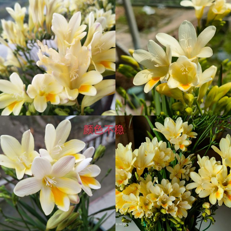 原生小苍兰种子香雪兰种球