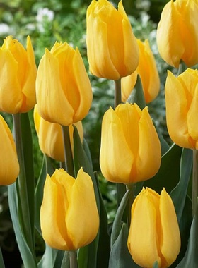 5个郁金香种球自然球 现货庭院阳台盆栽进口球根花卉种子左家花园