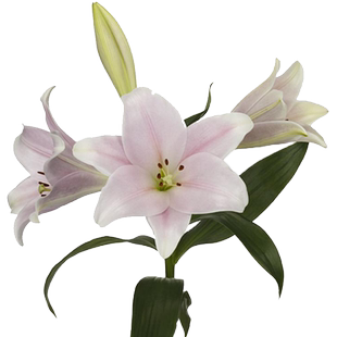 单球装LO铁炮百合种球 荷兰进口耐热易养护易复花繁殖强左家花园