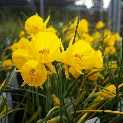 左家花园围裙水仙种球盆栽