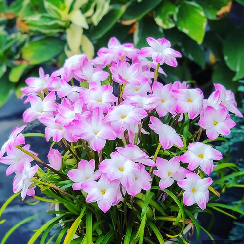 风雨兰种球当年开花球新手易养