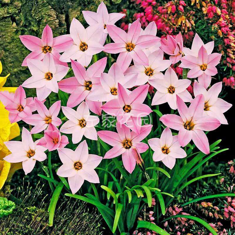 花韭种球 左家花园 冬季春季开花庭院阳台盆栽多年生耐寒球根花卉