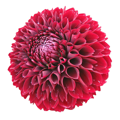 左家花园 大丽花种球 进口地爪花块根天竺牡丹根块庭院阳台多年生