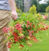 左家花园 火焰百合庭院多年生攀援花卉植物 嘉兰百合球根
