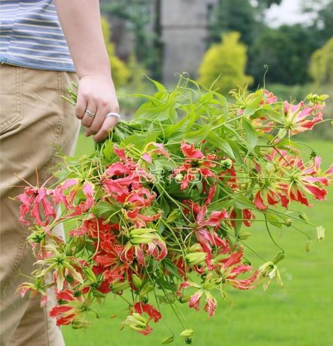 左家花园嘉兰百合种球