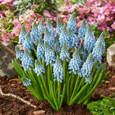 进口葡萄风信子种球左家花园