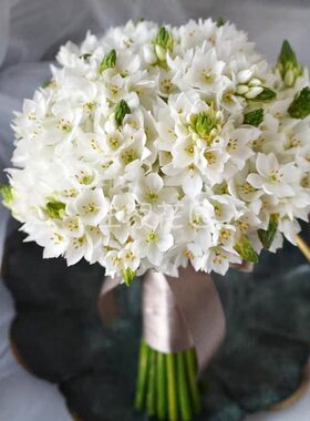 左家花园 正品大花雀梅种球 秋冬季球根 切花类多年生球根花卉