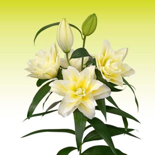 多球装进口东方香水百合种球香味浓郁球根百合花球种子易养四季