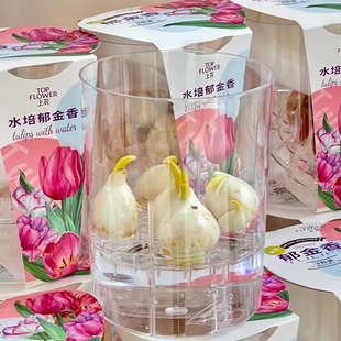 郁金香种球种子水培专用花瓶亚克力水培瓶