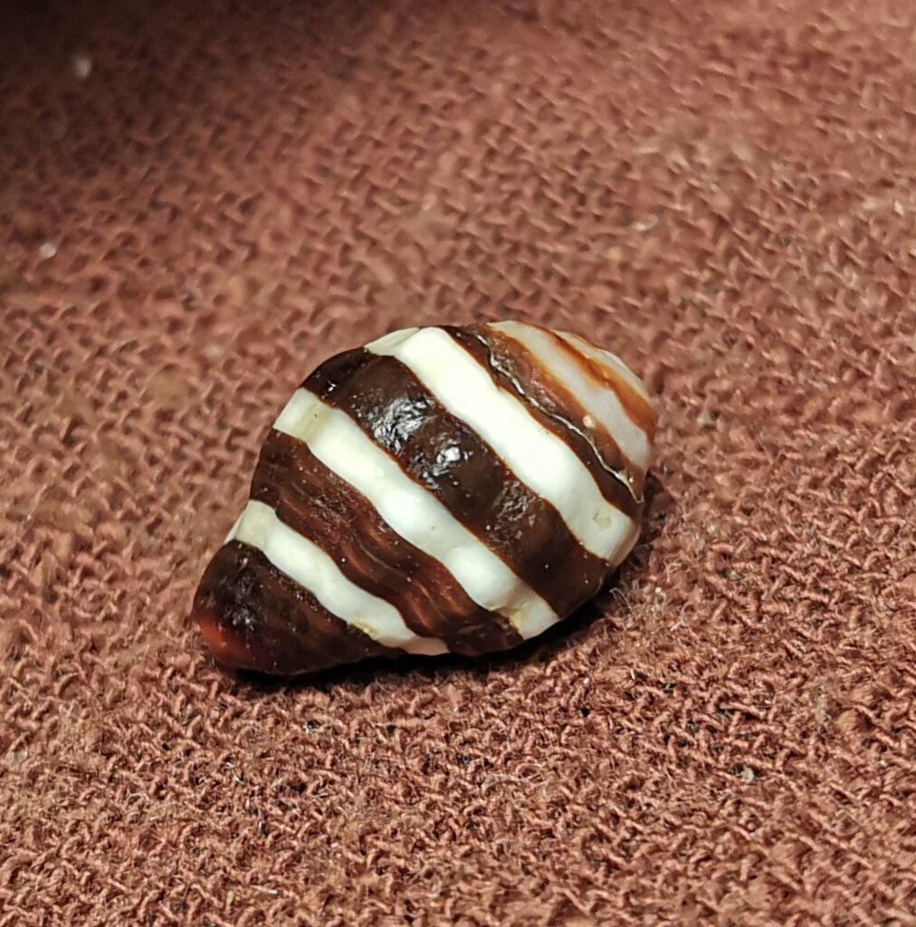 西藏文玩小物件法螺小尺寸卡子滴溜测挂百搭饰品配饰原生态纹路款