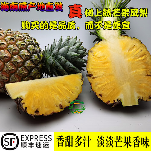 金叹树上熟芒果凤梨香甜多汁