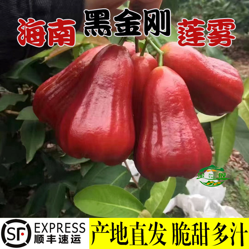 海南黑金刚莲雾果新鲜水果孕妇黑金钢应季一级牛奶莲雾5斤顺丰台,水产肉类/新鲜蔬果/熟食,莲雾,淘宝优惠券,粉丝福利购,淘宝优惠卷