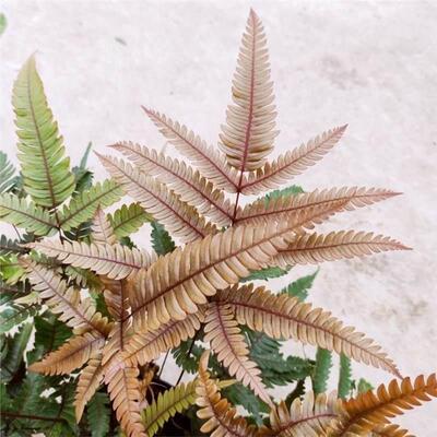三色凤尾蕨热卖蕨类室内盆栽绿植热带雨林缸底层植物造景喜阴