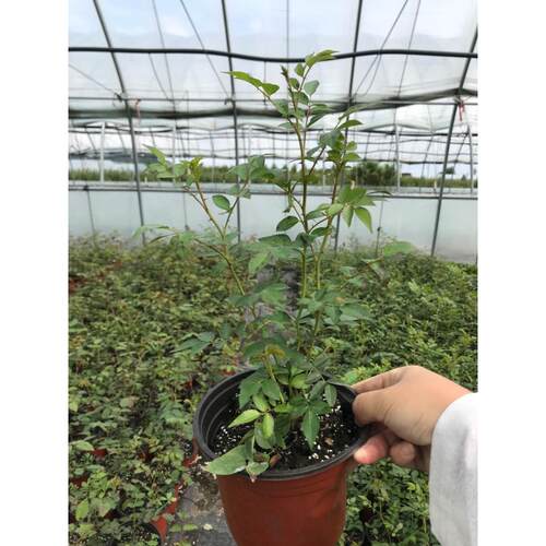 东北老品种耐寒蔷薇花卉庭院盆栽地栽爬藤月季苗藤本寒粉室外种植