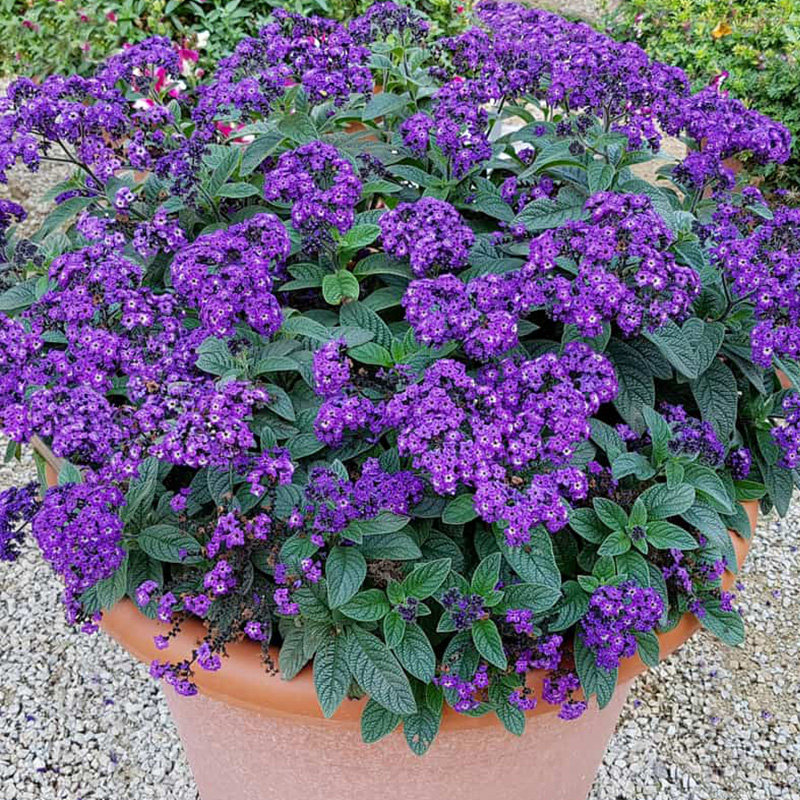 香水草盆栽阳台庭院花园露台南美天芥菜花卉多年生芳香型驱蚊植物