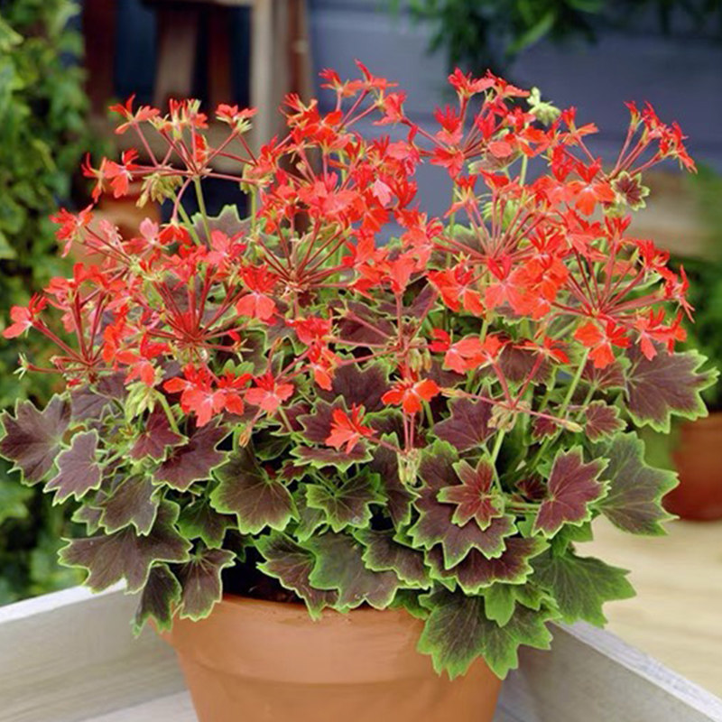 天竺葵盆栽垂吊重瓣花卉带花苞大花枫叶天竺葵皇后大山宫蝴蝶梅