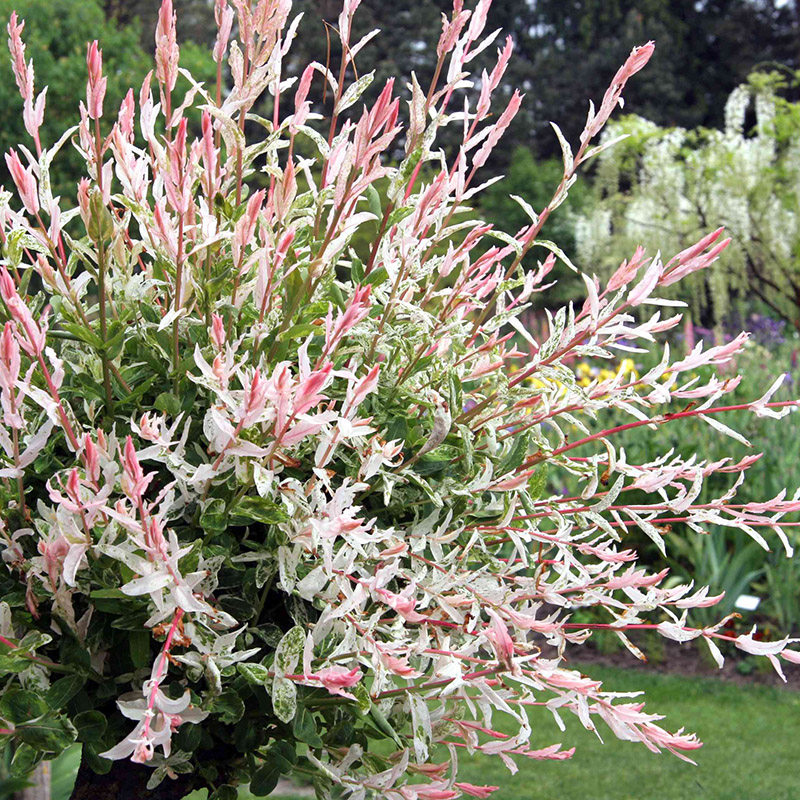 彩叶杞柳花卉盆栽阳台庭院花园露台多年生耐寒耐热灌木花境植物