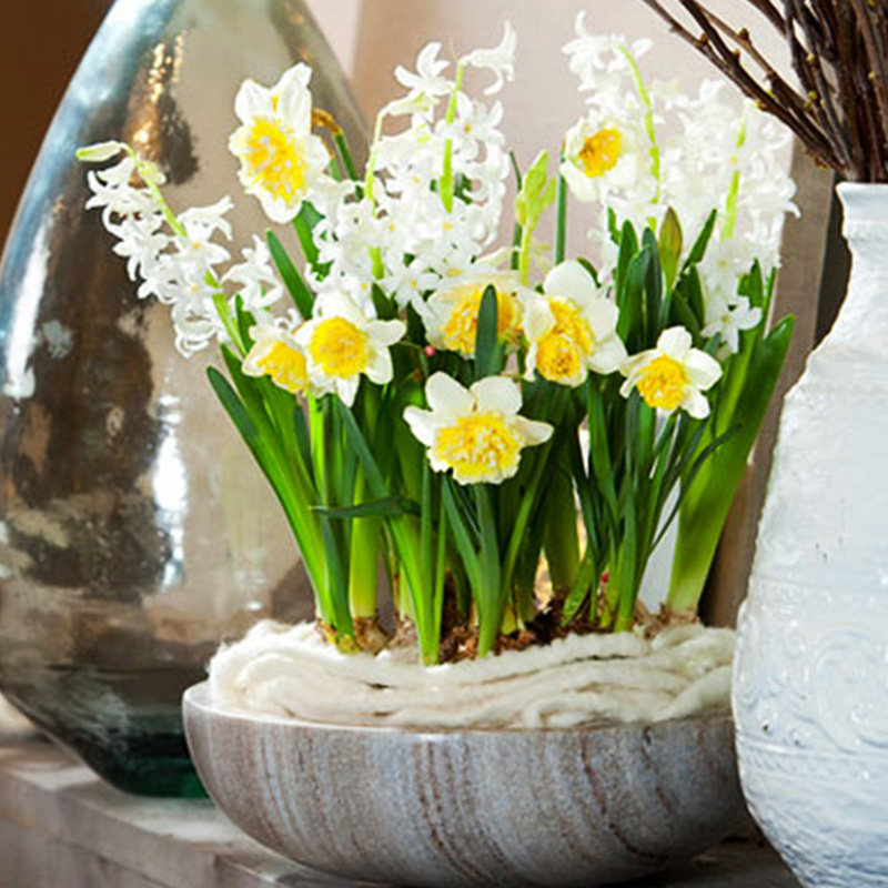 水仙花种球水养花卉四季开花植物多年生室内大球耐寒洋水仙盆栽