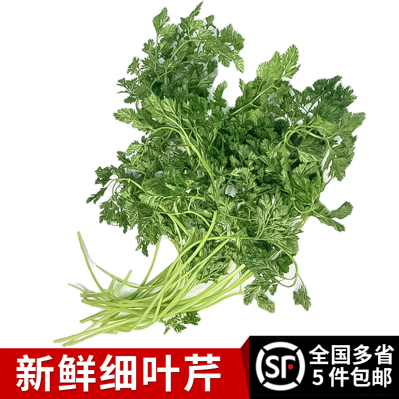 新鲜细叶芹 西餐香料 酒店西餐摆盘装饰 全国多省满5件顺丰包邮