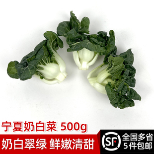 新鲜宁夏奶白菜500g 矮脚奶白菜蔬菜 牛奶白菜 奶油白菜